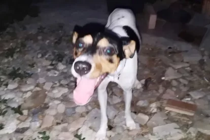 Pipa, la mascota de la víctima.