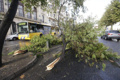 Lluvias de diez litros en 20 minutos hacen caer árboles e inundan calles.