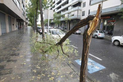 Pluges de deu litres en 20 minuts fan caure arbres i inunden carrers.