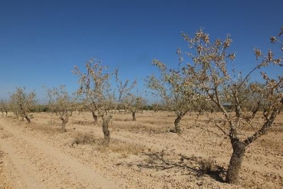 Comparació d’una branca d’olivera de regadiu i una de secà (d).