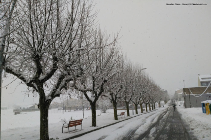 La reformada avinguda barcelona d'Oliana i els seus plataners mostraven aquesta hivernal postal de primavera a mig matí.