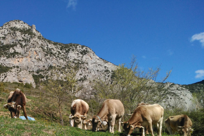 Després de la neu i pluges d'aquestes últimes setmanes, aquest ramat de vaques i toros, a Cal Roqueta de Canelles (Fígols i Alinyà) troben llocs per menjar verd a tot arreu.