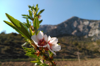 Aquest jove ametller plantat enguany al bancal del Noguer de Cal Roqueta de Canelles ja s'estrenava florint amb l'arribada de la primeravera.