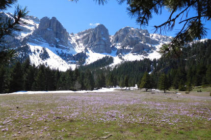 Prat de Cadí (Estana) es troba a 1.826 metres d'altitud. A mesura que es fon la neu, hi floreix una mena de safrà.