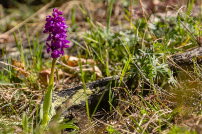 Captivat per les delicades flors de l'orquídia tacada a la Vall d'Eixerto, al Parc Natural de l'Alt Pirineu