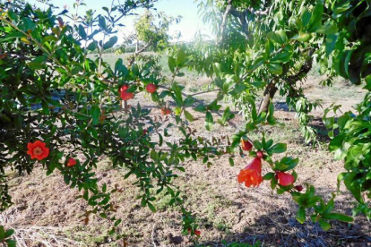 La magrana és una de les fruites amb més propietats que tenim. Es produeix amb el magraner, un arbust dels darrers en florir i que cada cop és més difícil de trobar a l'horta de Lleida, d'on és aquesta imatge.