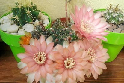 Aquestes flors també llueixen al sol d'Alguaire