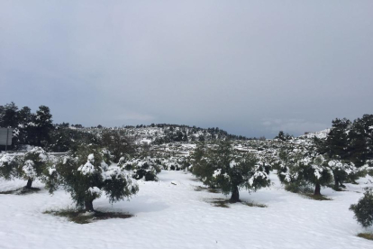 Comarques de Lleida blanquejades per la neu al mes de març
