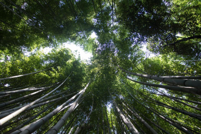 6.	KYOTO   impresionante bosque de Bambú de Arashiyana