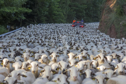 © Tres mil ovejas, de ruta por el Sobirà