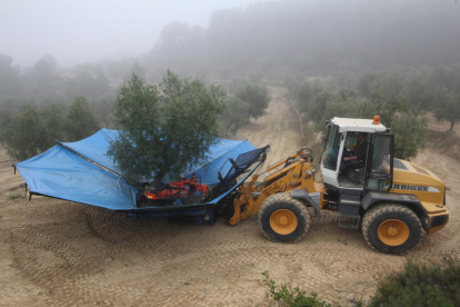 La recollida de l'oliva aquest dimecres a Maials