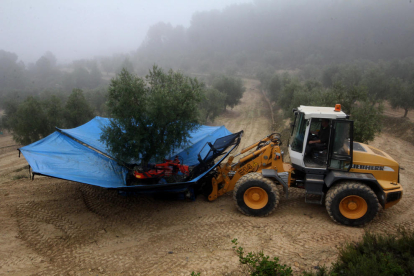 El desenvolupament de l’oliva ha sigut correcte a les zones de reg.