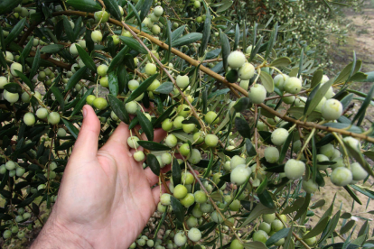 El desarrollo de la oliva ha sido correcto en las zonas de riego.