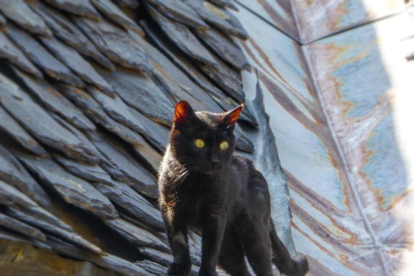 Un gat passejant per la teulada, imatge comú a la majoria de pobles.