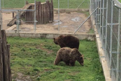 Els óssos Mimo i Aran, al recinte de quarantena a Hongria, on passaran un mes abans d'alliberar-los.