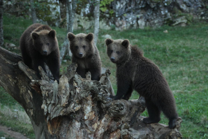 Els tres cadells d’ós seran traslladats avui a França.