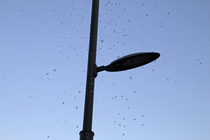Gran quantitat de mosquits al costat d’un fanal a Pardinyes.