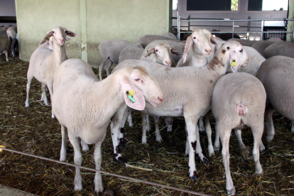 El bestiar oví va ser el que més baixes va patir pels efectes de la vacuna el 2008.