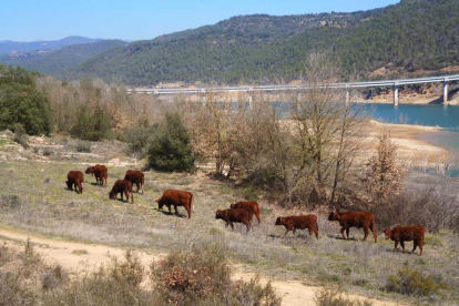 El ramat de vaques a prop del pont sobre la cua de Rialb a Politg.