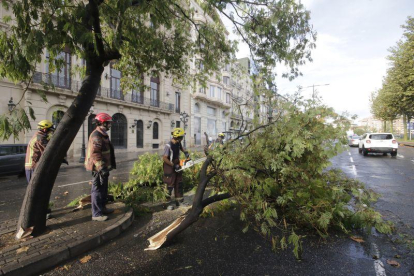 El Bombers treballen per retirar un arbre caigut a l'avinguda de Madrid