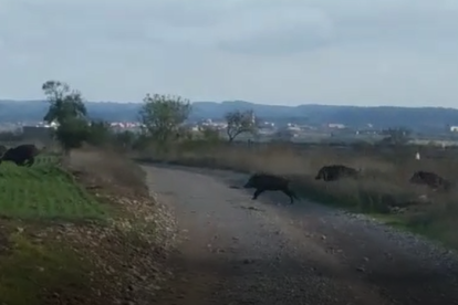 La fugida d'un grup de senglars