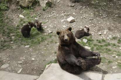 Els tres cadells d’ós nascuts a Aran Park van contribuir a una afluència de visitants rècord aquest any.