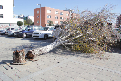 Imatge d'arxiu d'un arbre caigut pel vent a Lleida
