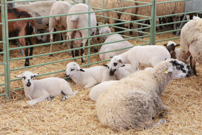 Imagen de ovejas en una feria del Solsonès.