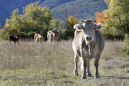 Un ramader d’Alberola i l’alcaldessa d’Os de Balaguer, Estefania Rufach, ahir en una finca de Tragó de Noguera.