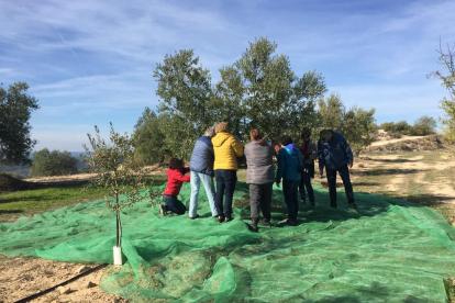 Turistes participant en la recol·lecció d’olives a la comarca.