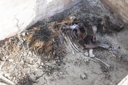 Investigadors del projecte van participar ahir en l’exhumació d’una de les tombes experimentals a Sant Martí de Maldà.