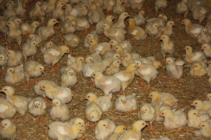 Imatge d’una granja de producció i engreix de pollets de les comarques de Lleida.