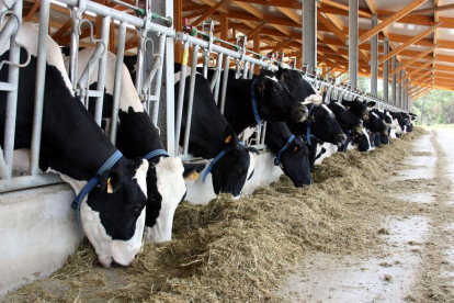 Imatge d’una granja de producció de llet de les comarques de Lleida.
