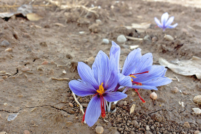 Flores de azafrán en la plantación experimental.