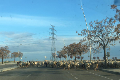 Ovelles en lloc de cotxes ■ Un ramat d’ovelles <i>circulava</i> ahir a la tarda per un dels carrers de Torre Salses, en una zona pròxima a l’accés a la variant sud.
