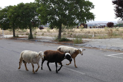 Aquestes ovelles, al costat d’alguns ciclistes i passejants, són ara per ara els usuaris de la zona de Torre Salses.