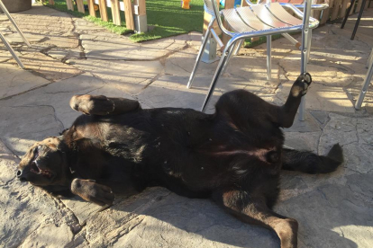 La nostra gossa Shyla és un labrador negre de 5 anys que li encanta prendre el sol