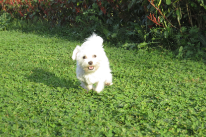 Em dic Minnie i m'encanta córrer i saltar,  sobretot quan fa solet!