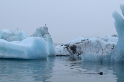 Llac glaciar Jökulsárlón a Islàndia. Amb el fred apareixen grans icebergs i foques com es veu a la imatge.