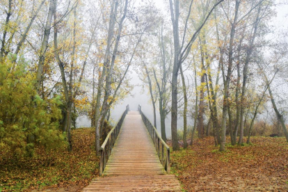 Las hojas caen, llega la niebla y empieza el frío ... es el otoño!