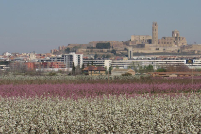 Us mostro aquesta fotografia captada des de la partida de Fontanet a l'Horta de Lleida, des d'aquest punt podem gaudir cada primavera de la bellesa que ens ofereixen els camps florits de l'Horta amb la ciutat de Lleida de fons.