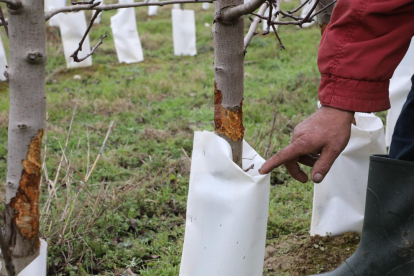 Un agricultor d'Aitona arrancarà una finca de sis-cents arbres per les destrosses
