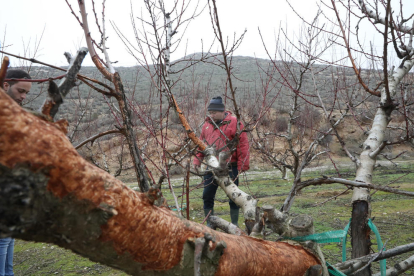 Un agricultor d'Aitona arrancarà una finca de sis-cents arbres per les destrosses