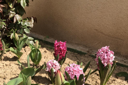 Flors de primavera en el meu jardi