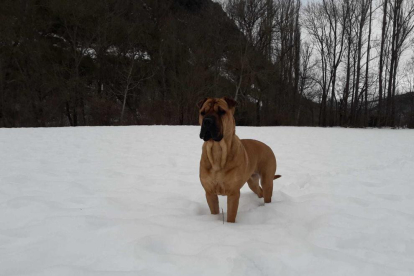 La nostra gossa Malú a Pont de Suert aquest dies de nevades