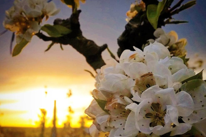 Arbres florits dels camps de Lleida a la llum d'una posta de sol de primavera.