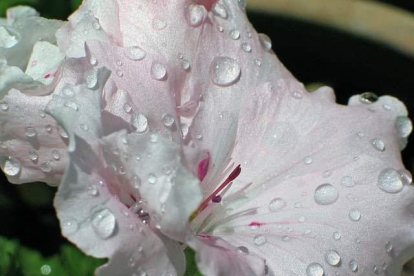 Que millor q una representacio de la primavera que la combinacio d'aigua amb flor.
