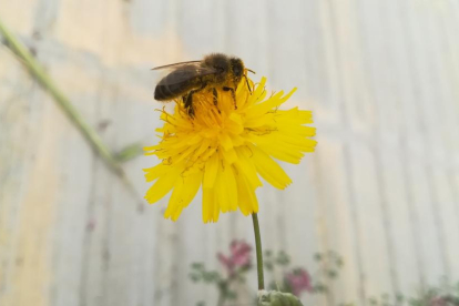 Una abella tastant una 