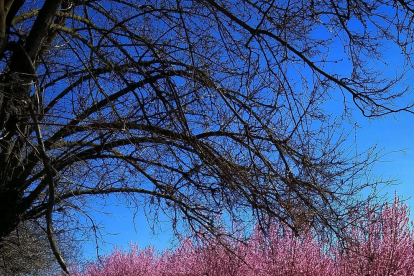 Arbres florits, camps verds i bon temps...ja és aquí la primavera!