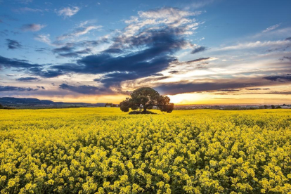 Arbres florits, camps verds i bon temps...ja és aquí la primavera!